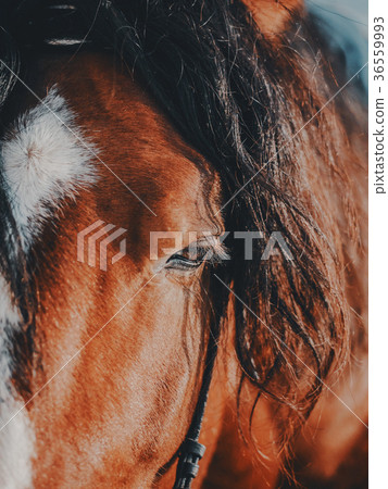 Brown stallion. Portrait of a sports brown horse 36559993