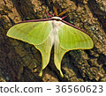 Luna Moth 36560623
