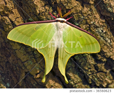 Luna Moth 36560623