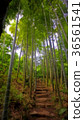 Stairs Under Bamboo Woods 36561541