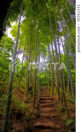 Stairs Under Bamboo Woods 36561541