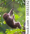 Swinging Monkey In Kamikochi Forest 36561542