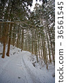 Winter Path Through Nagano Cedar Forest 36561545