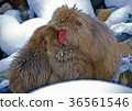 Monkeys Huddling For Warmth In Nagano Snow 36561546