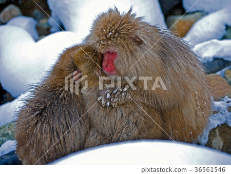 Monkeys Huddling For Warmth In Nagano Snow 36561546