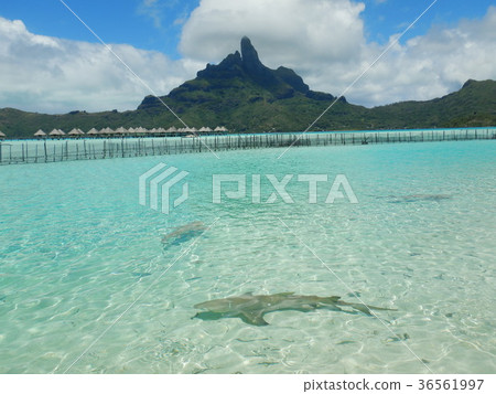 Tahiti Bora Bora 36561997