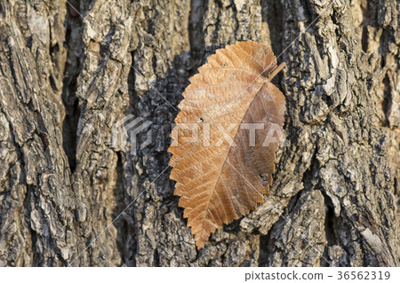 Autumn single leaf on tree trunk closeup viewpoint 36562319