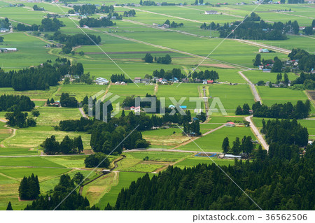 Summer countryside 36562506
