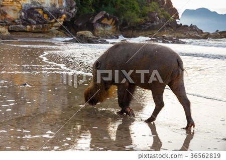 Bearded pig at Bako National Park 36562819