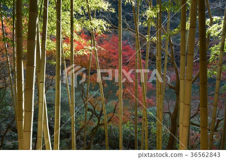 Jokoji Aiki tunnel group of autumn leaves Jokoji Aiki tunnel group of autumn leaves 36562843