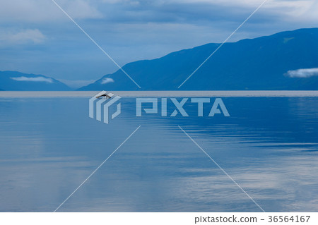 Teletskoye Lake in the morning. Altai. Russia Teletskoye Lake in the morning. Altai. Russia 36564167