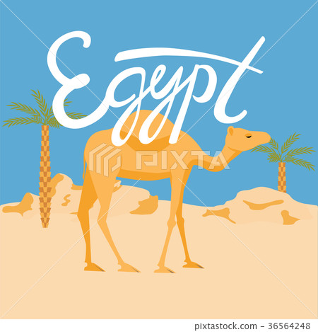 camel in a desery. egypt lettering 36564248