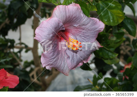Hibiscus / Evil Feast 36565399
