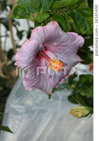 芙蓉/邪惡的盛宴 芙蓉/邪惡的盛宴 36565400