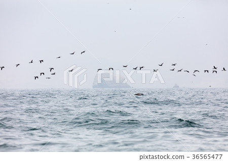 bird, birds, brown pelican 36565477