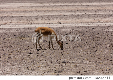 lama Vikunja (Vicugna vicugna) 36565511