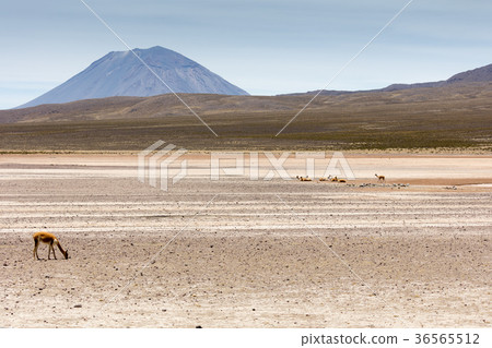 lama Vikunja (Vicugna vicugna) lama Vikunja (Vicugna vicugna) 36565512