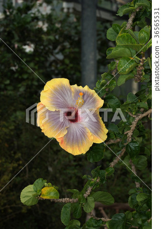 芙蓉五維 芙蓉五維 36565531