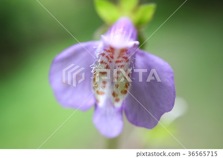 紫色白薯紫色花雜草野草 照片素材 圖片 圖庫