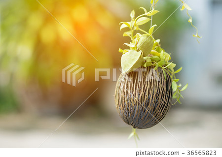 Asclepiadaceae, Dischidia pectinoides Peari Asclepiadaceae, Dischidia pectinoides Peari 36565823