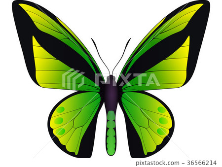 Beautiful butterfly isolated on a white background Beautiful butterfly isolated on a white background 36566214
