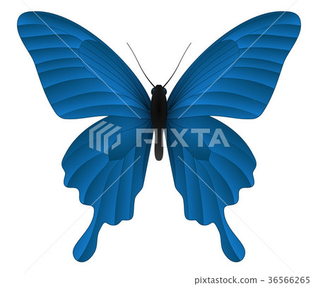 Beautiful butterfly isolated on a white background 36566265