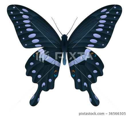 Beautiful butterfly isolated on a white background 36566305