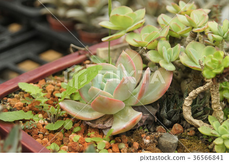 厚實葉片的多肉植物展現出另類的美感 厚實葉片的多肉植物展現出另類的美感 36566841