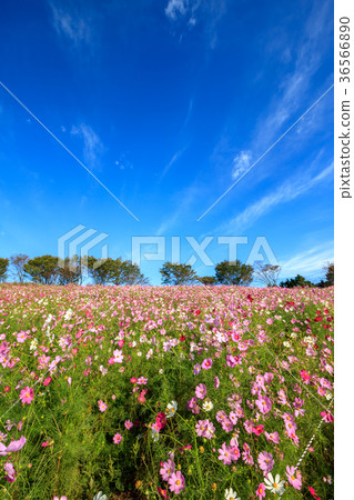 Cosmos field and blue sky Cosmos field and blue sky 36566890