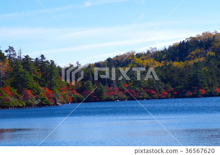 Autumn leaves of Shirakomakike 36567620