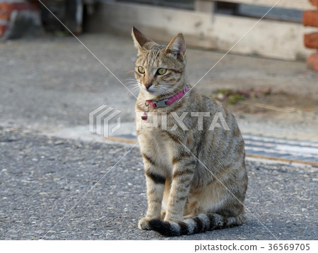 虎斑貓 36569705