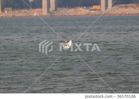 Tung Chung Tung Chung 36570186