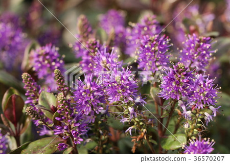 Veronica Grace 36570207