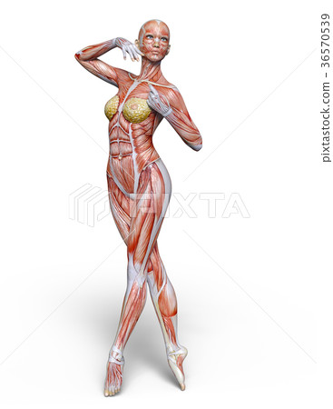 Female human body model Female human body model 36570539