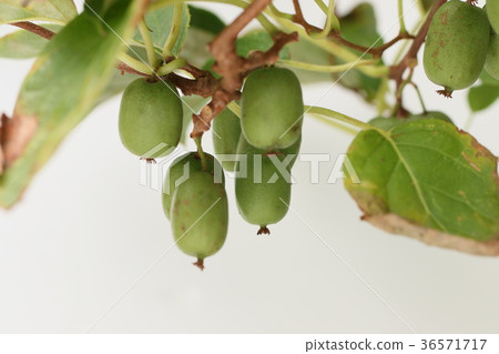 Sarunashi - Stock Photo [36571717] - PIXTA