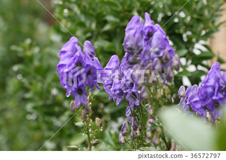 Tricobut Tricobut 36572797