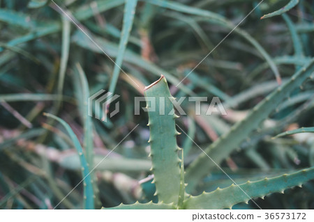 蘆薈 植物 植物學 36573172