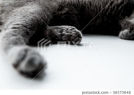 close-up cat fur texture, grey color close-up cat fur texture, grey color 36573648