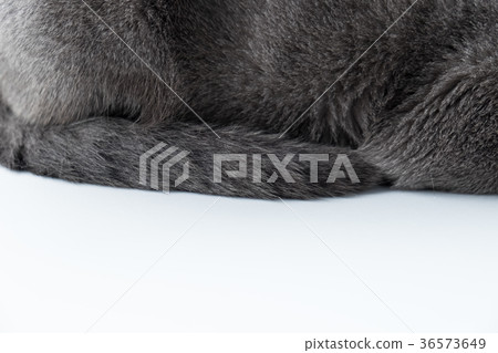 close-up cat fur texture, grey color Background 36573649