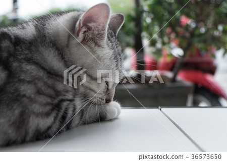 Cat relaxing on the couch in colorful Cat relaxing on the couch in colorful 36573650