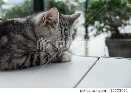 Cat relaxing on the couch in colorful 36573651