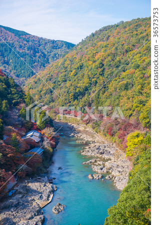 Top view of the river and forest in autumn season  36573753