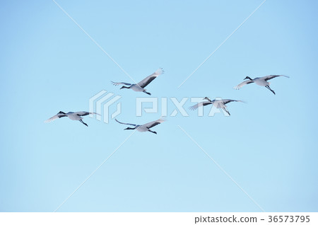 五個Tancho(北海道·Tsurui)的飛行人物 五個Tancho(北海道·Tsurui)的飛行人物 36573795