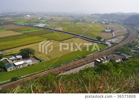 亞洲,台灣,苗栗縣,造橋鄉,稻田,農田,農業,鐵道,鐵路,火車 36573808