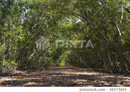 Path in Mangrove forest Path in Mangrove forest 36573845
