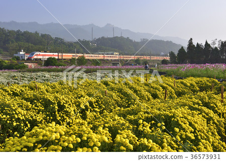 杭菊,菊花,花,花田,鐵道,鐵路,火車,新鮮,自然,台灣,苗栗縣,銅鑼鄉 36573931