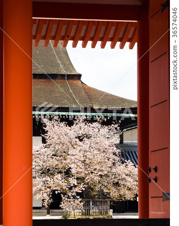 Kyoto Imperial Palace Cherry Blossoms 36574046