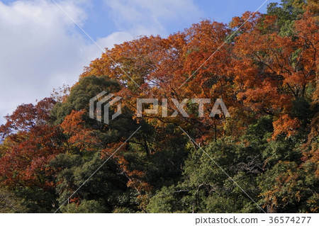 Red autumn leaves mountain view 36574277