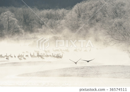 Tancho (Hokkaido · Tsurui) flying from the roost surrounded by ice 36574511