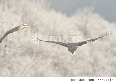 Tancho (Hokkaido · Tsurui) flying from the roost surrounded by ice 36574512